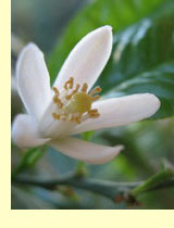 Апельсин (Citrus sinensis) Апельсин (Citrus sinensis)